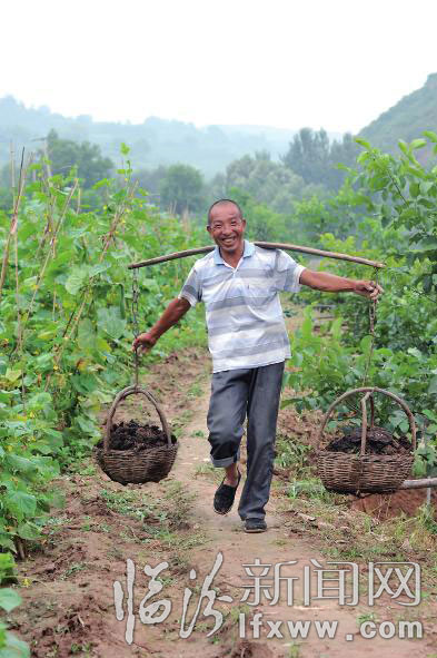 農(nóng)民把生態(tài)肥運(yùn)往菜園。 