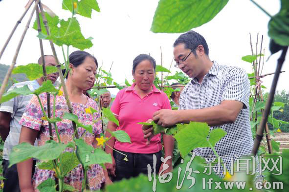 農(nóng)業(yè)技術(shù)人員給菜農(nóng)講解蔬菜的病蟲防治。 