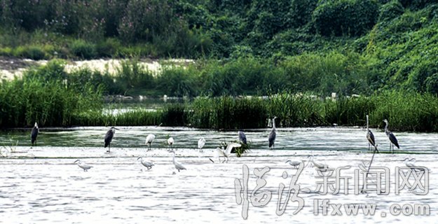 一群野生水鳥棲息在汾河水面上